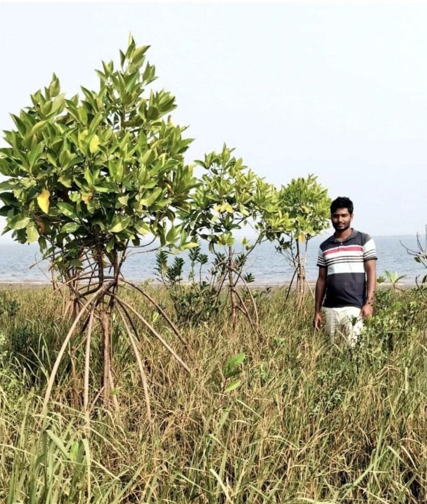 Mangrove Plantation - Our guardian angel