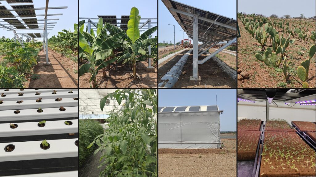 Agrivoltaic based farming in BAIF - Uruli Kanchan - Pune